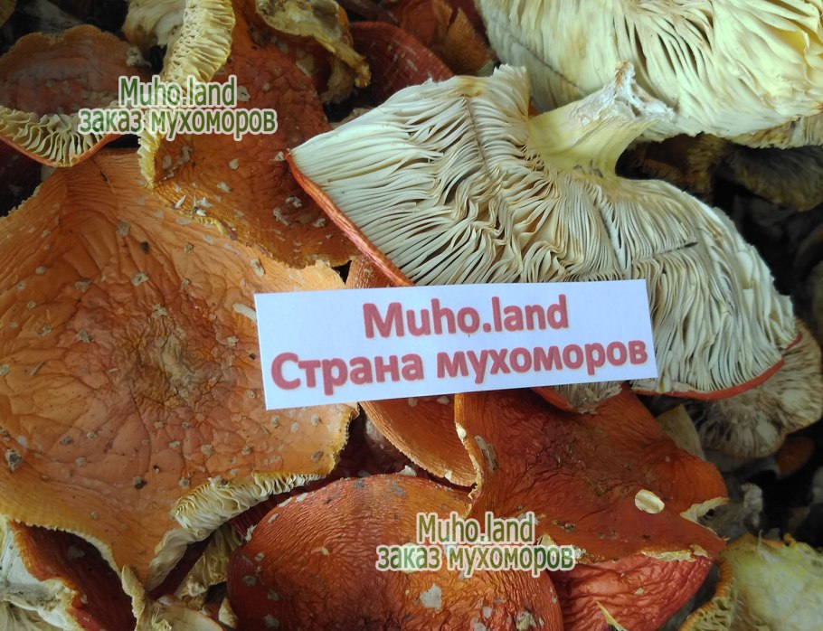 Мухомор красный сушеный