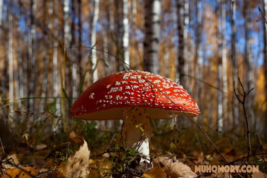 Чай шаман из мухоморов