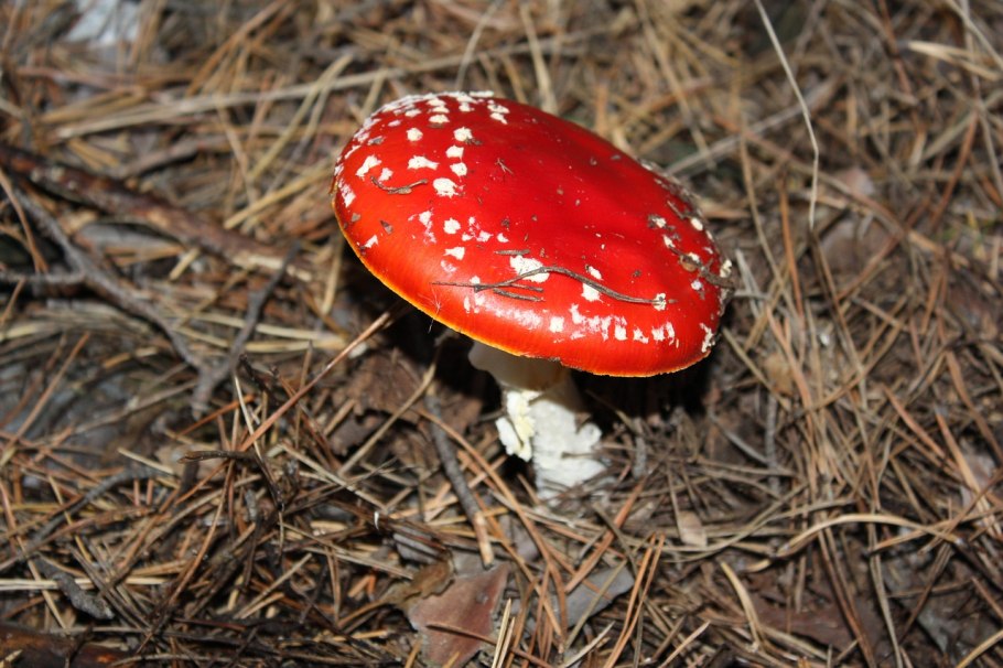 Сухой мухомор красный Amanita muscaria