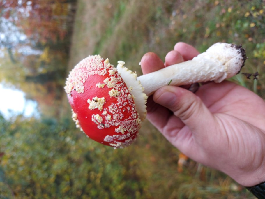 Мухоморы в вакуумной упаковке