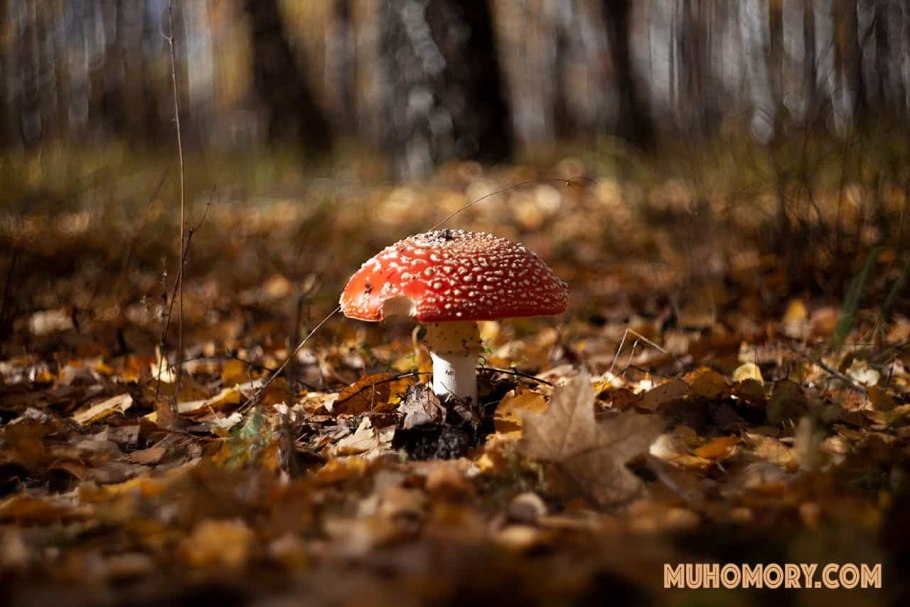 Съедобный гриб похожий на мухомор