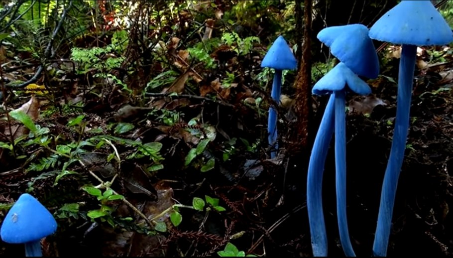 Голубой гриб Entoloma hochstetteri