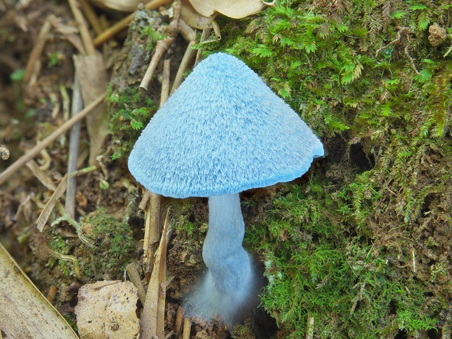 Голубой гриб Entoloma hochstetteri