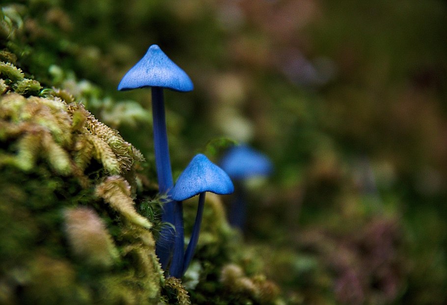 Лерациомицес (leratiomyces)