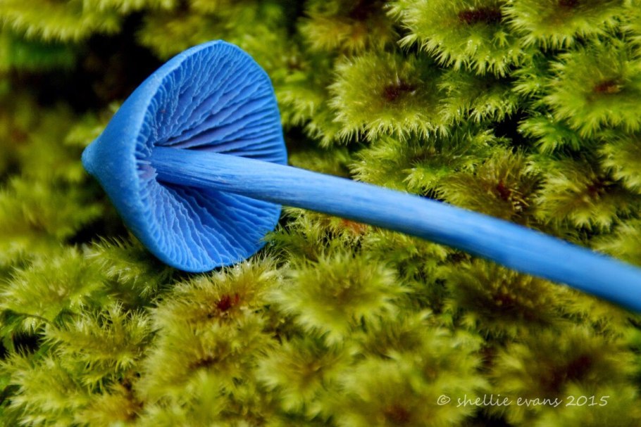 Голубой гриб Entoloma hochstetteri