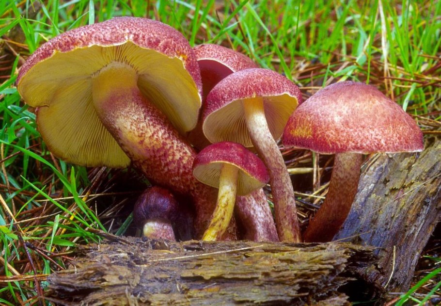 Паутинник багряный Cortinarius PURPURASCENS