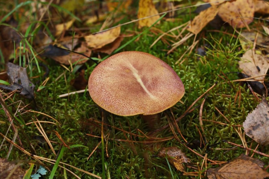 Рядовка буро-желтая Tricholoma