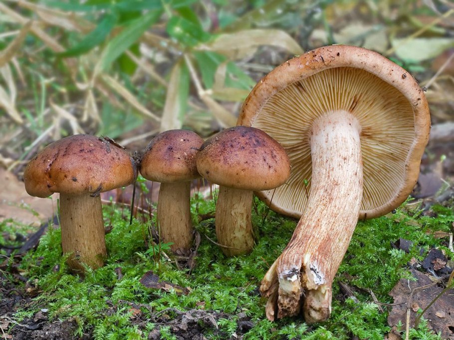 Рядовка желто-бурая Tricholoma flavobrunneum