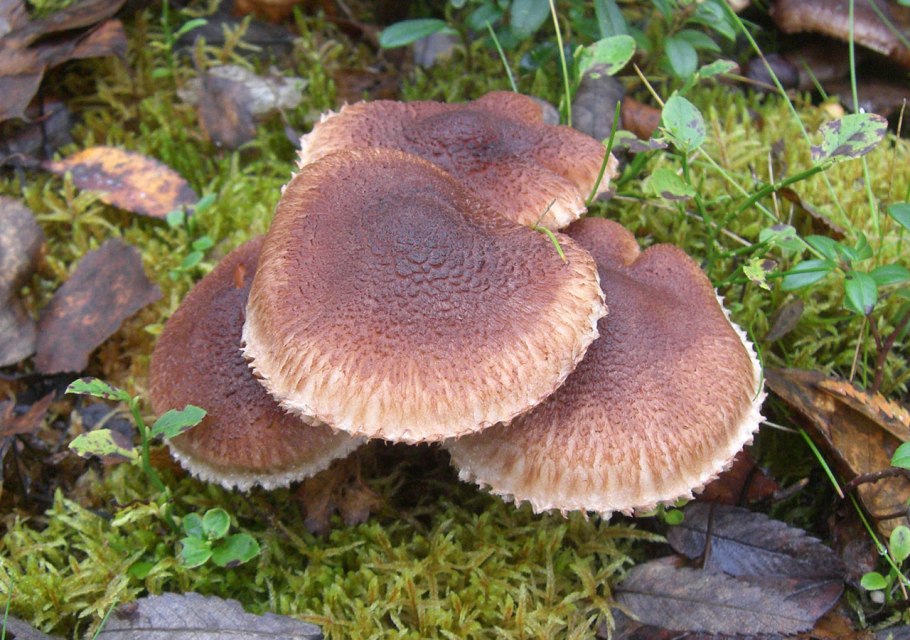 Рядовка бородатая Tricholoma Vaccinum