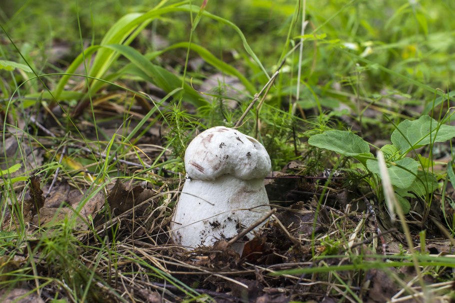 Подосиновик белый (Leccinum percandidum)