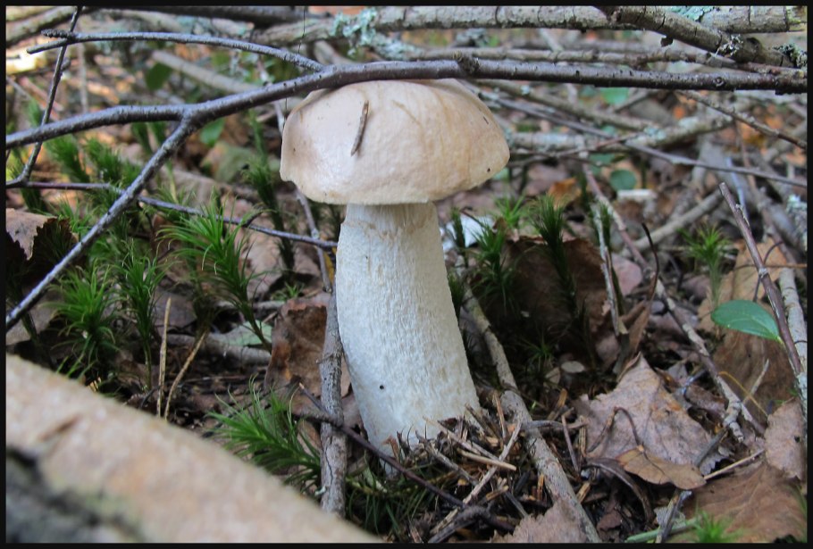 Белый гриб и подосиновик