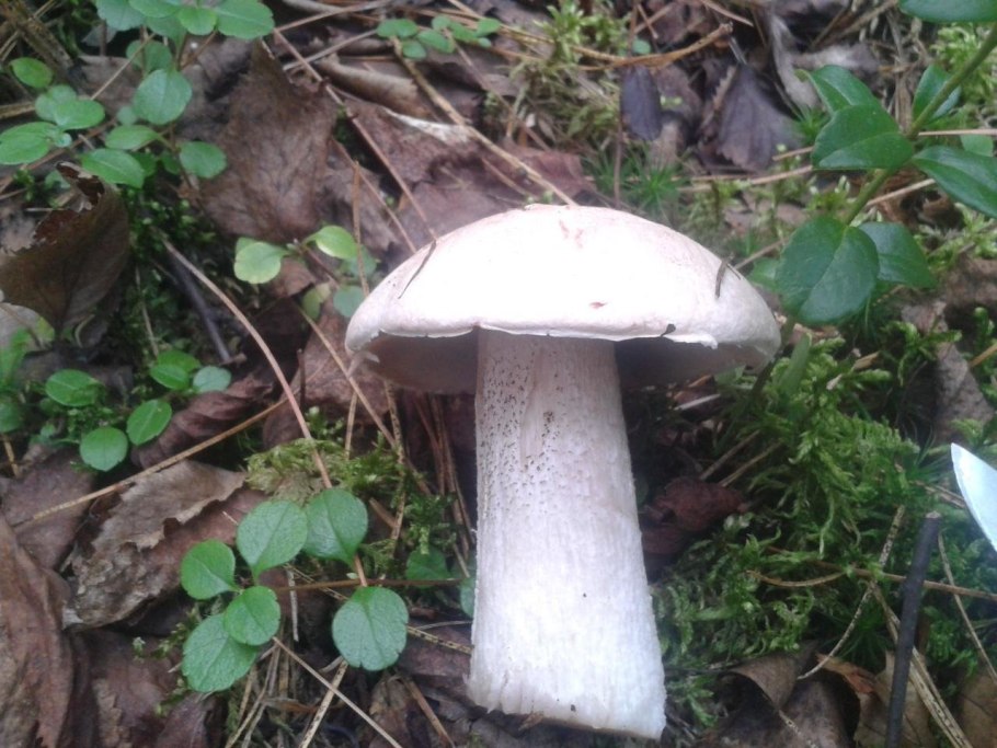 Осиновик белый