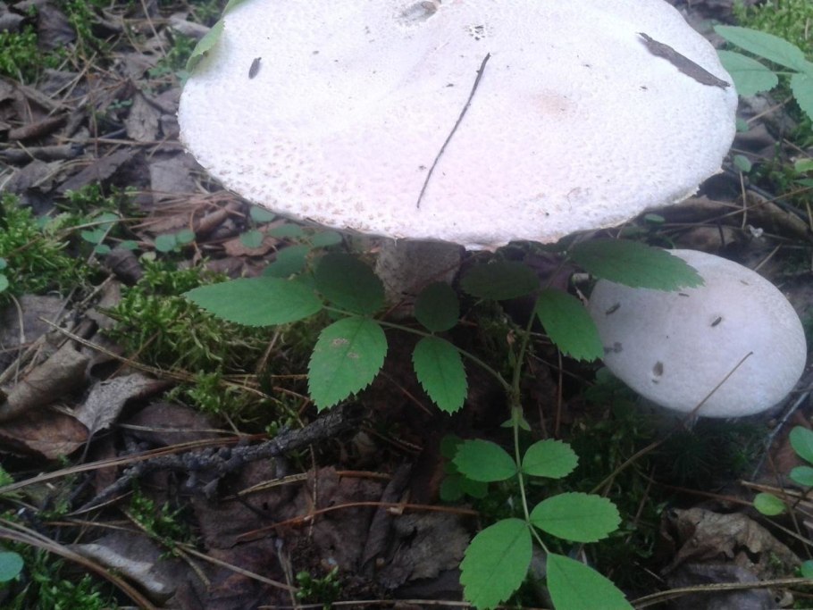 Гриб подосиновик с белой шляпкой