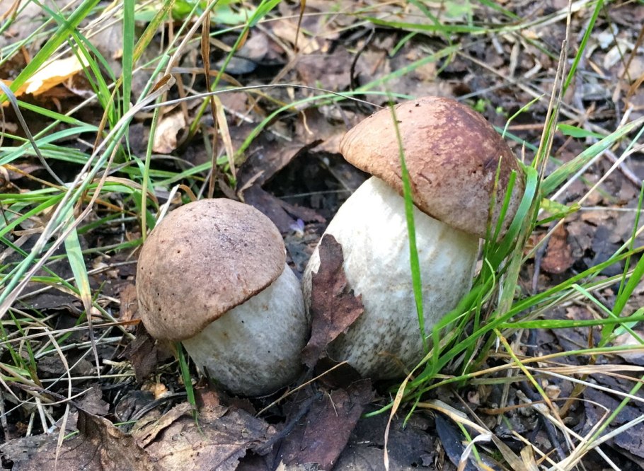 Лесные грибы белые, обабки