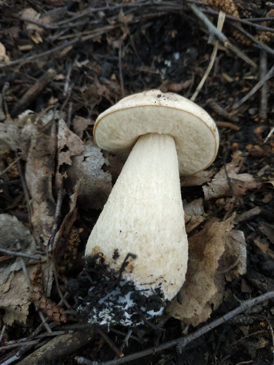Leccinum holopus