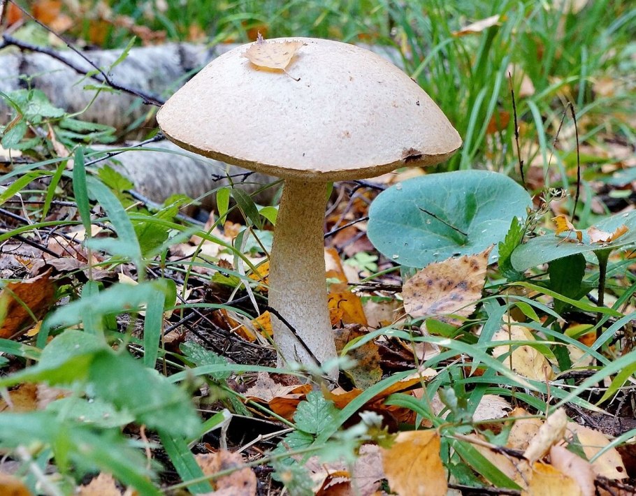 Подосиновик белый (Leccinum percandidum)