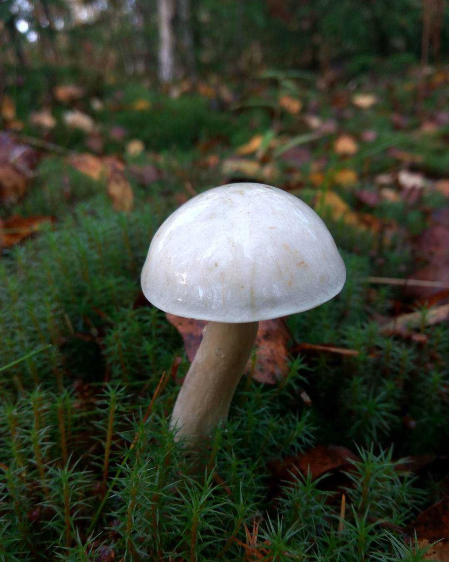 Leccinum albostipitatum