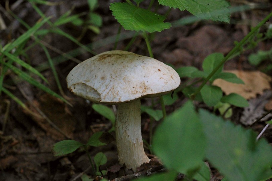 Подосиновик белый