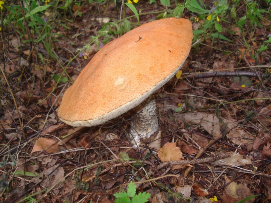 Подберезовик белый