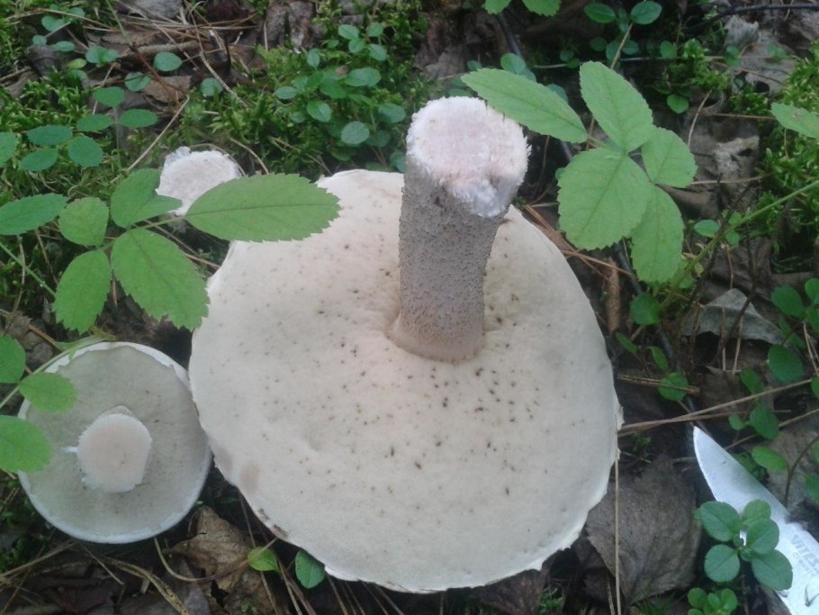 Подосиновик белый (Leccinum percandidum)