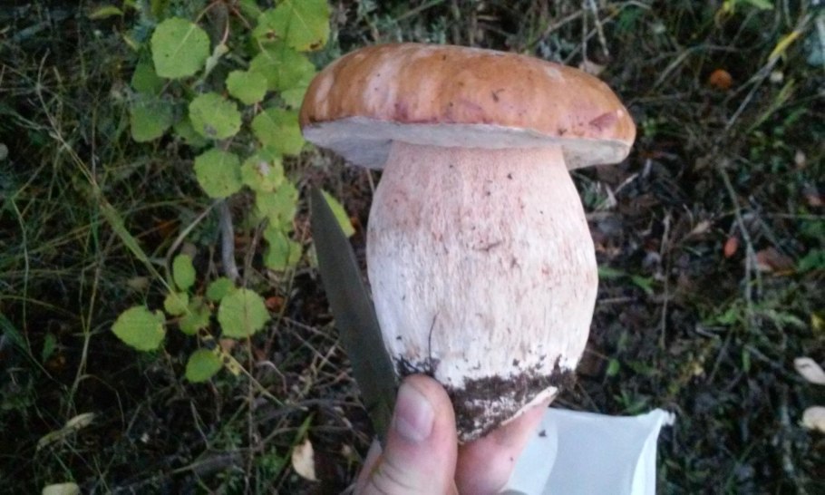 Какой штраф за белый подосиновик