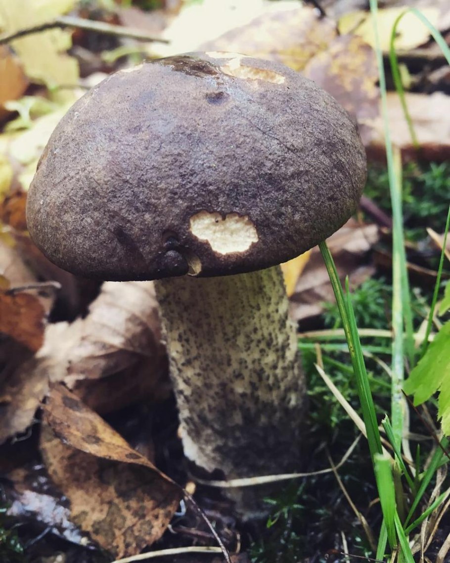 Обабки грузди