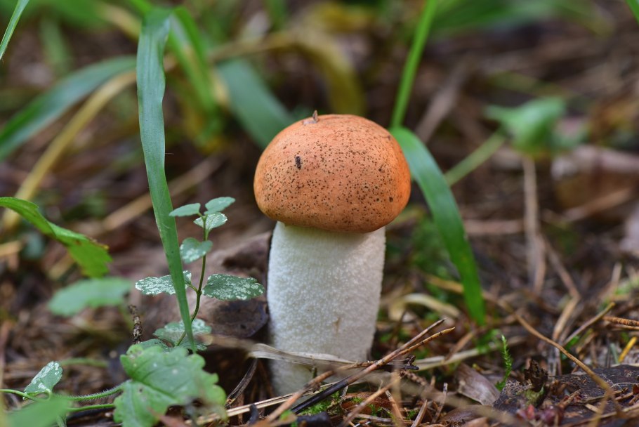 Обабок и подосиновик