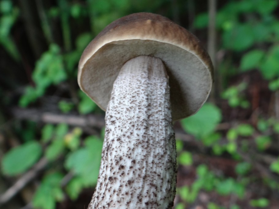 Leccinum pseudoscabrum