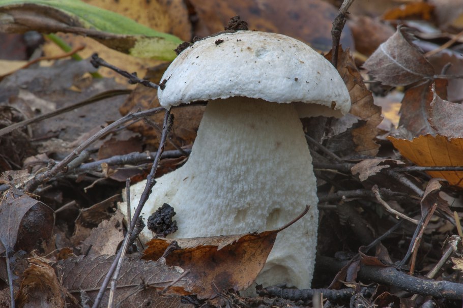 Осиновик подосиновик белый