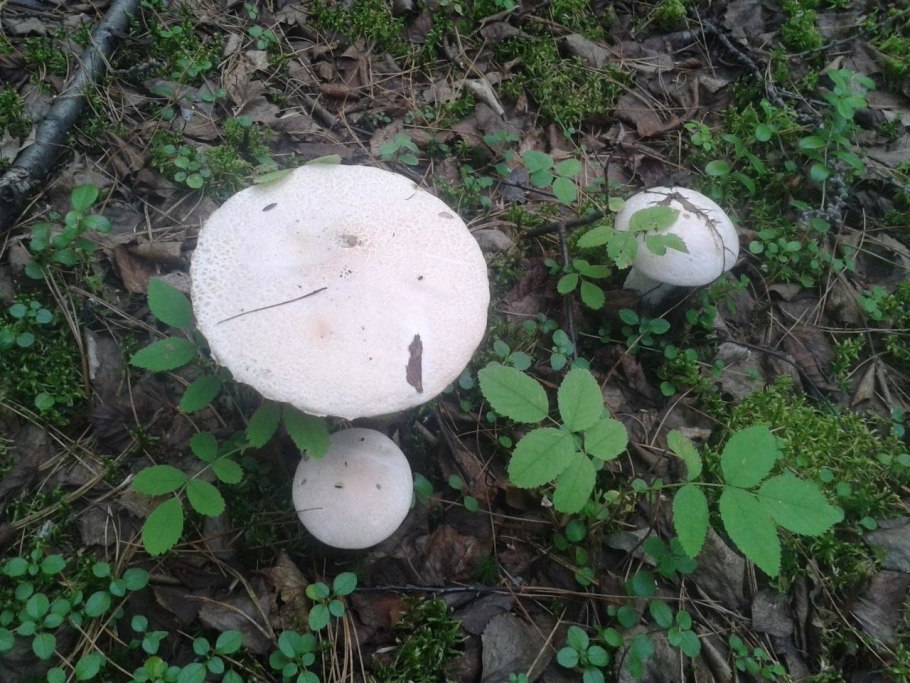Осиновик белый Leccinum percandidum