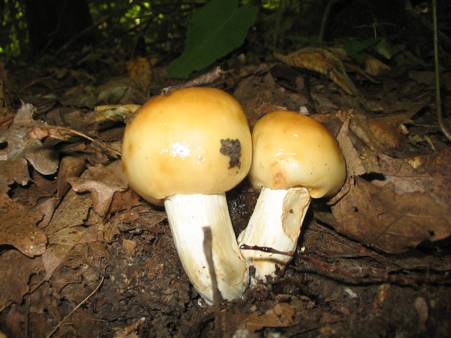 Кульбики грибы