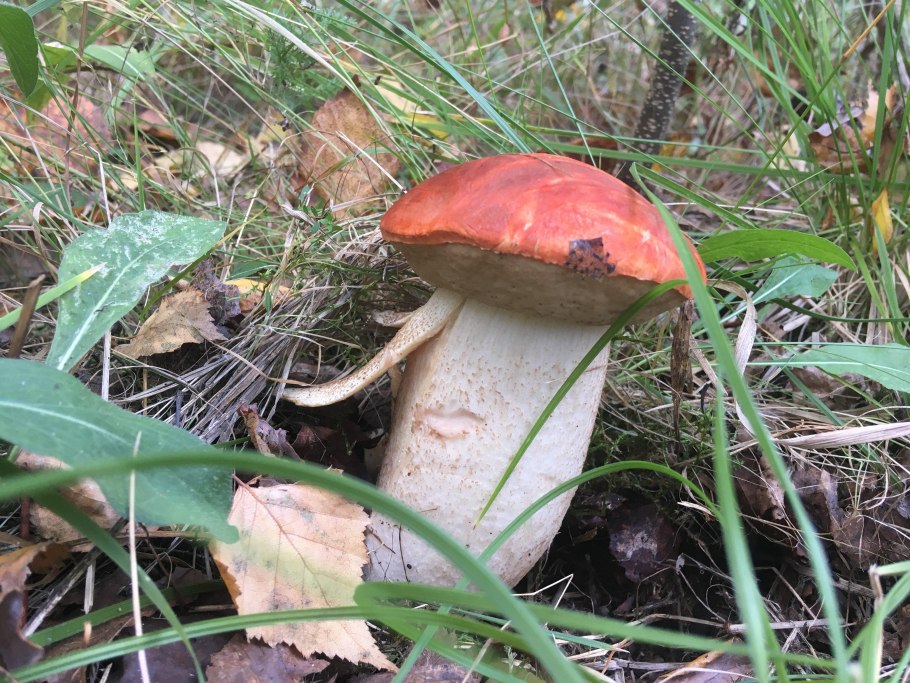 Немного подосиновиков и белых