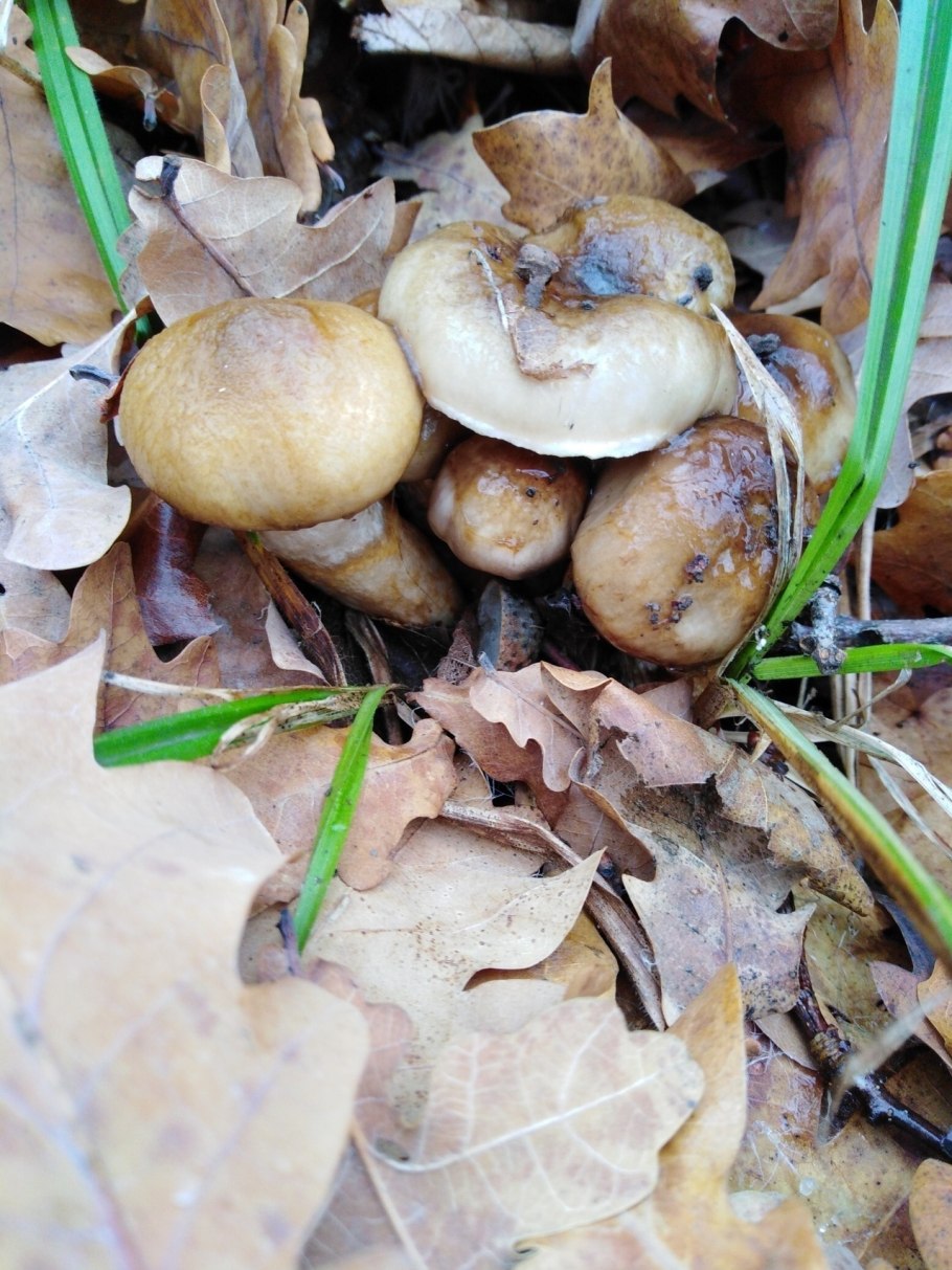 Hygrophorus persoonii