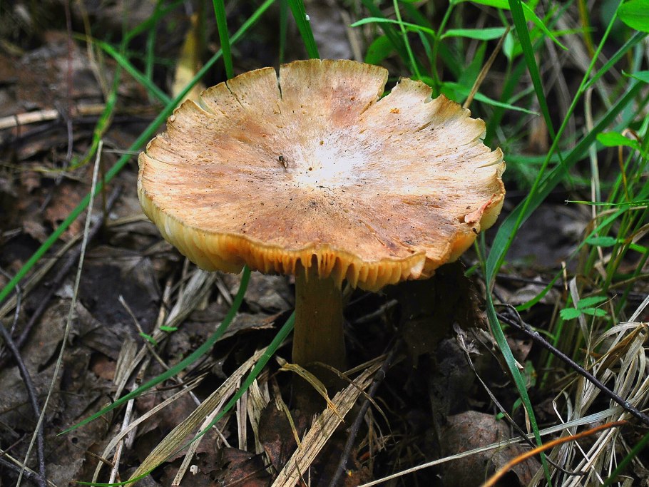 Валуй (гриб)