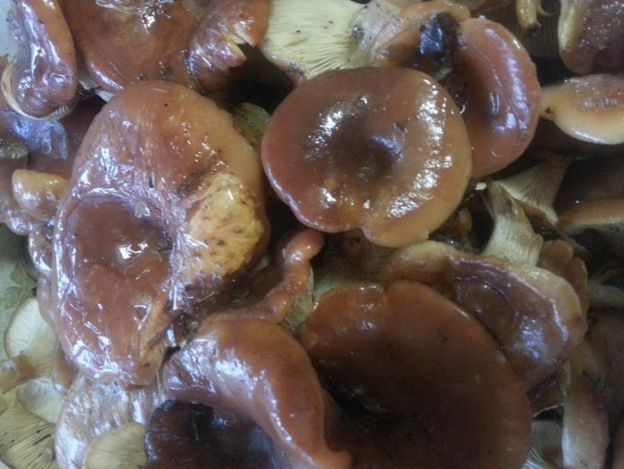 Как приготовить гри соплюшки