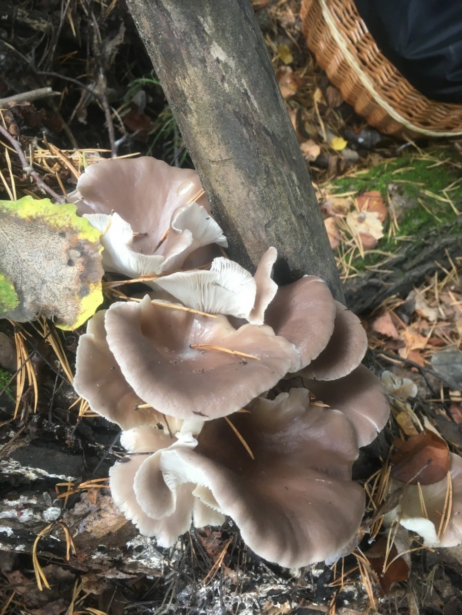 Вёшенка устричная