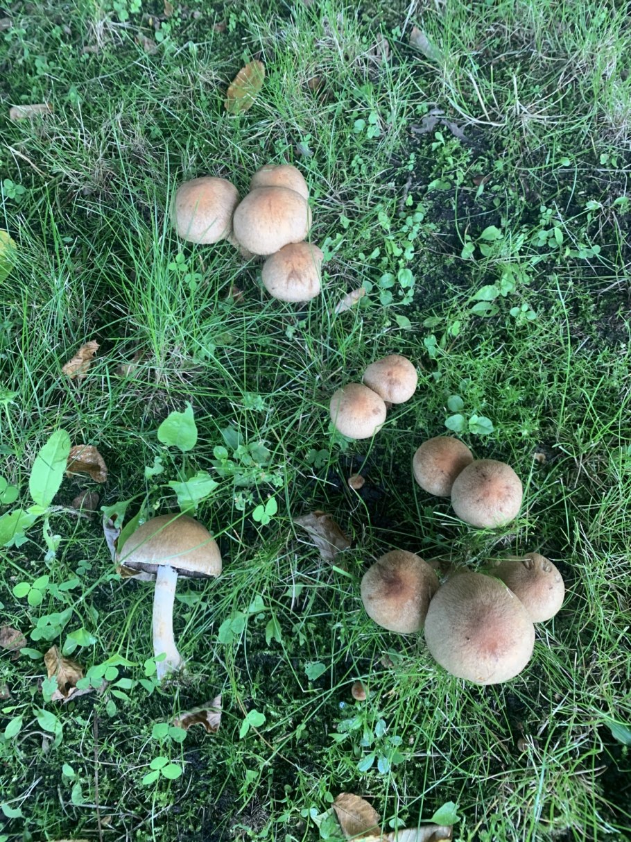 Псатирелла бархатистая (Psathyrella lacrymabunda)