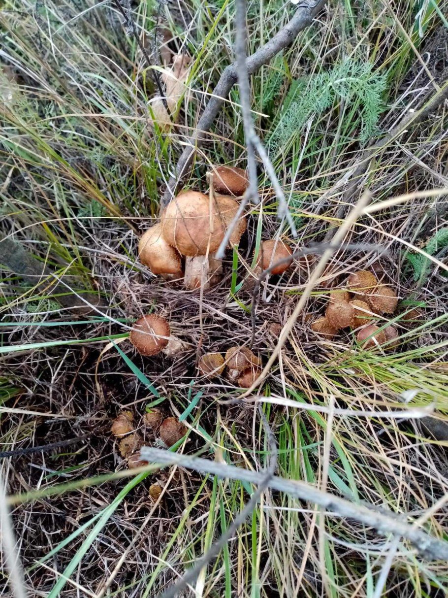 Грибы растущие под соснами