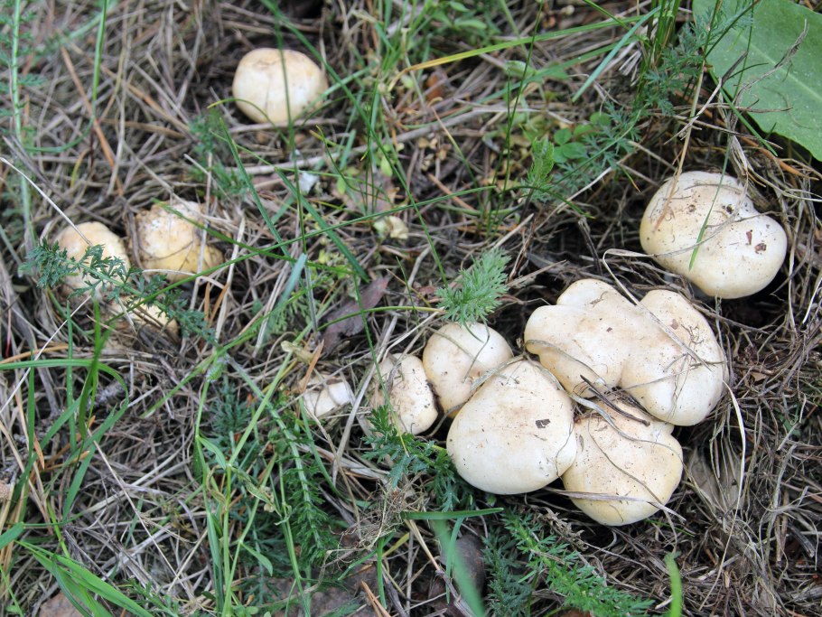 Грибы луговые рядовки