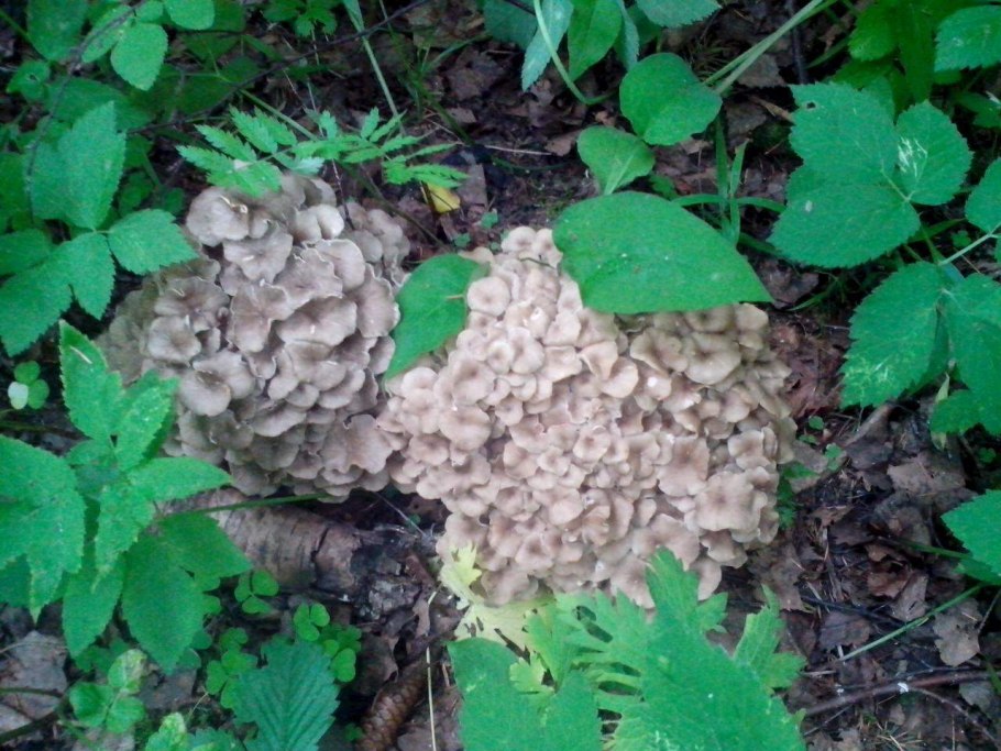 Грибы растущие кустом