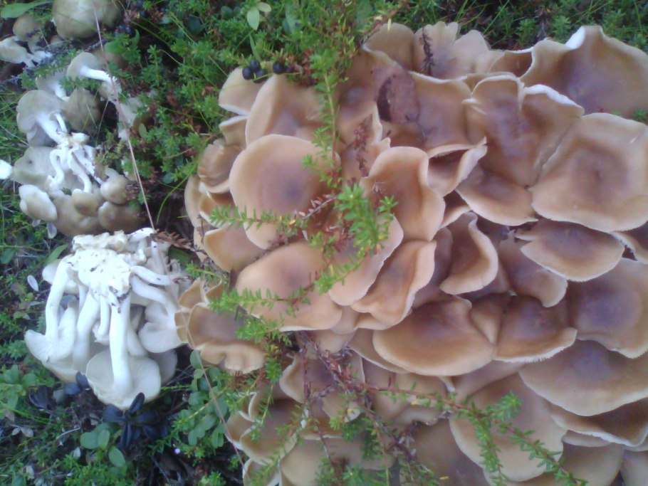 Опята Заполярья