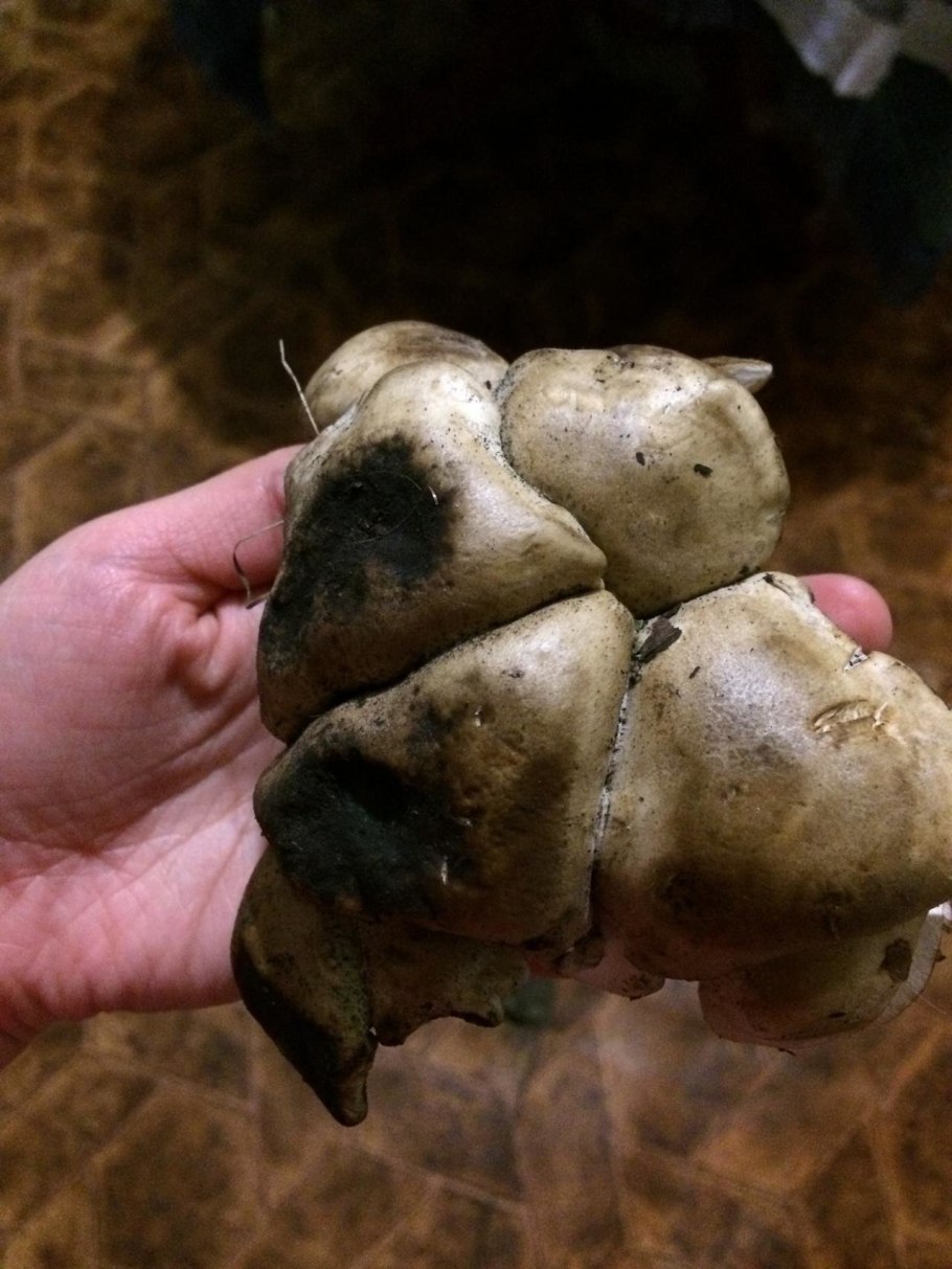 Грибы растущие кучками