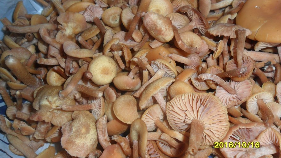 Опята луговички