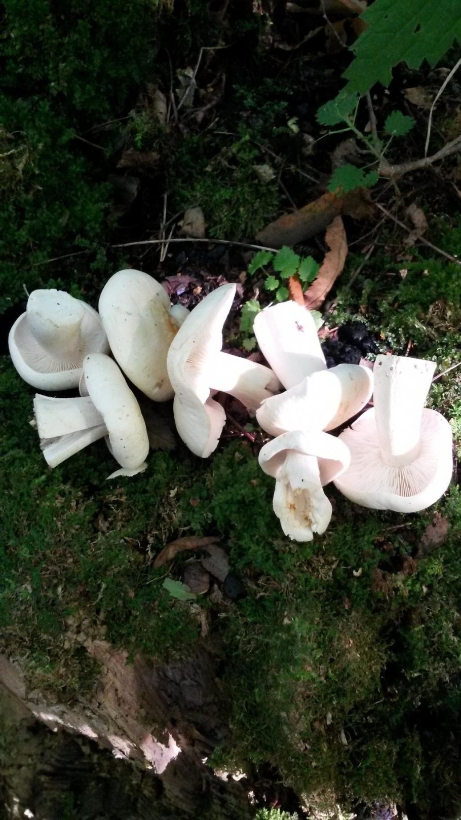 Грибница кучками грибами белого цвета