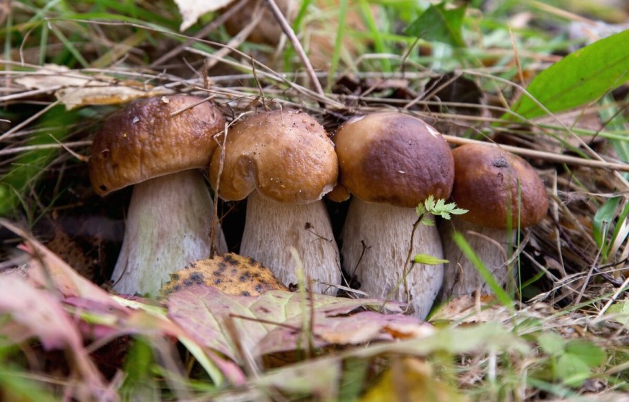 Рядовка белая рядовка белая (Tricholoma album)