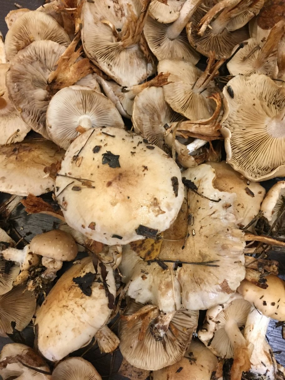 Чешуйчатка клейкая Pholiota lenta