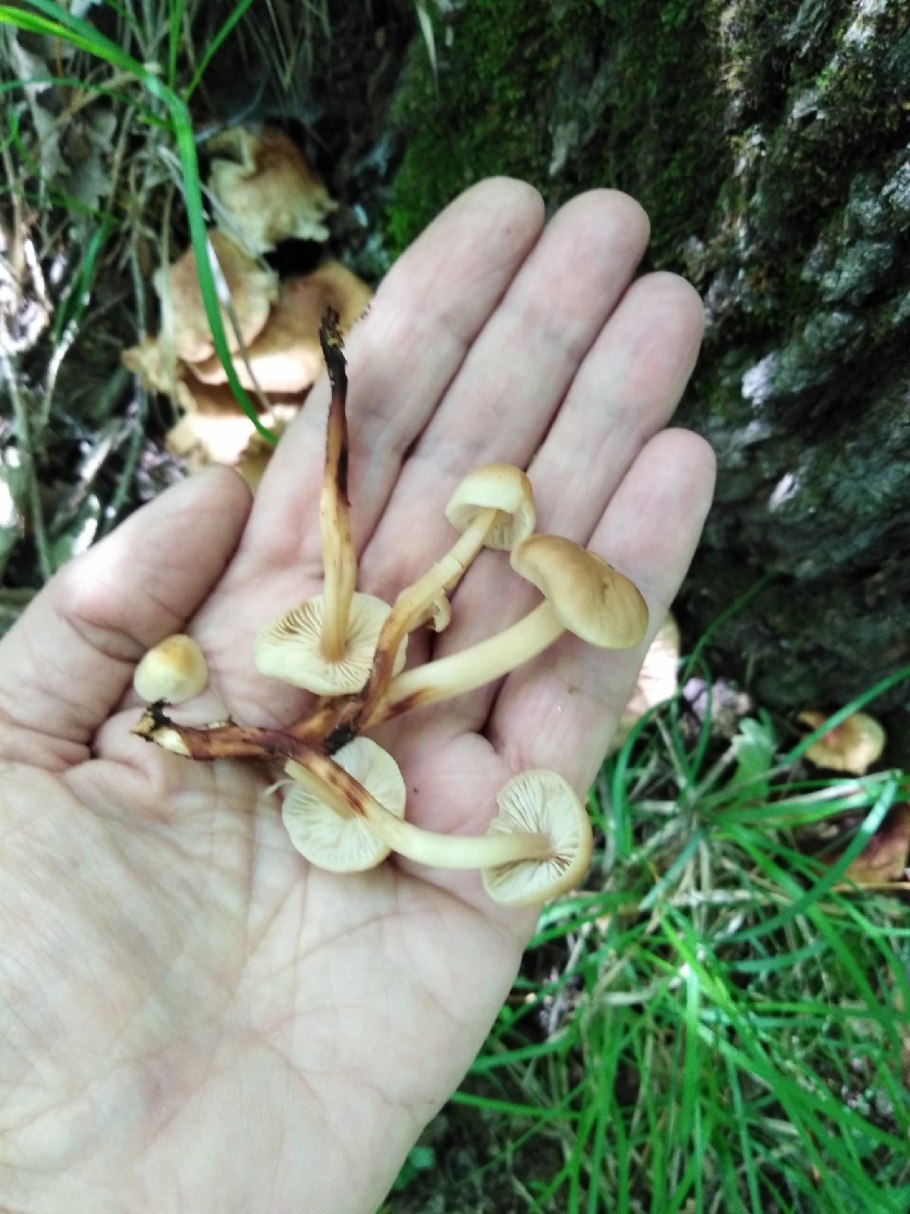 Гимнопил Юноны гриб