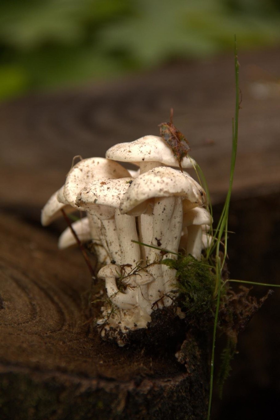 Рядовка сросшаяся Leucocybe connata