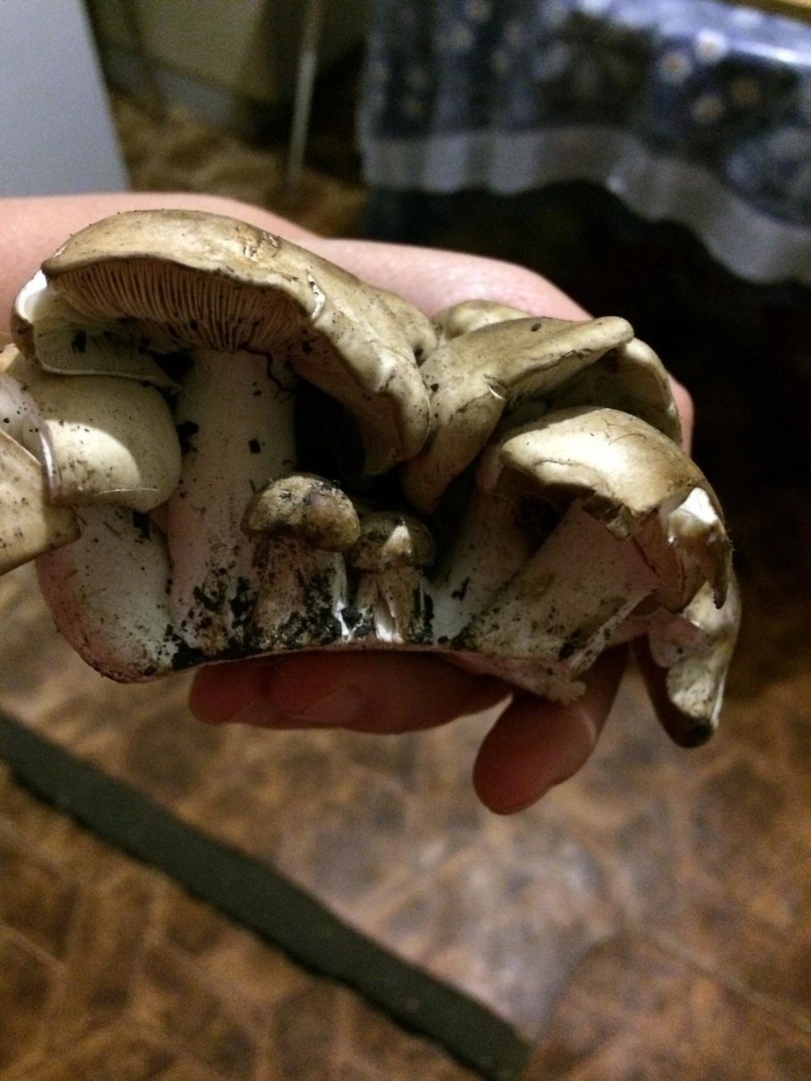 Крымские грибы - грузди