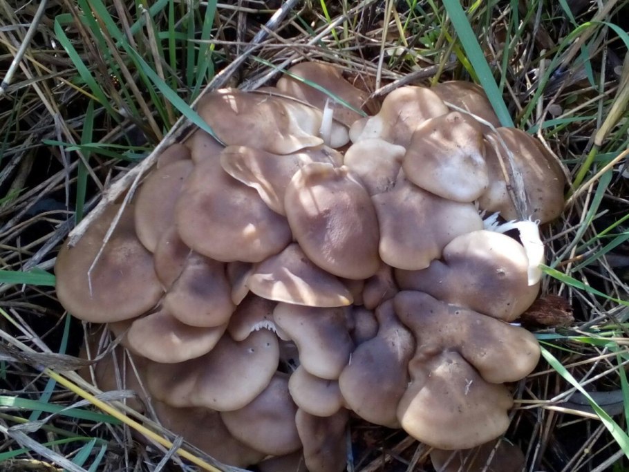 Вешенки рядовки